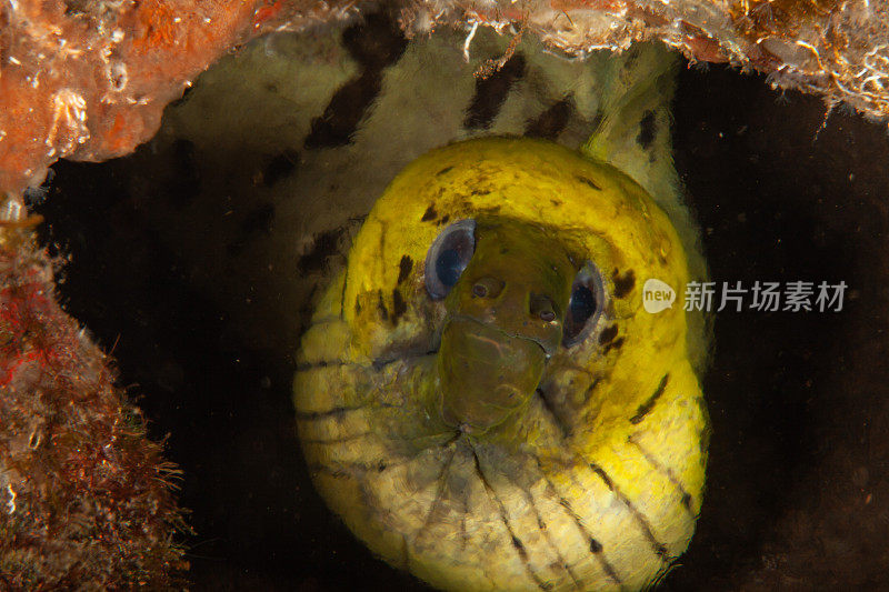 巨型马里鳗鱼(Gymnothorax javanicus)默里